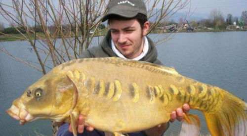鴨子治魚 美國(guó)鯉魚泛濫的創(chuàng)新生態(tài)對(duì)策與水產(chǎn)市場(chǎng)影響