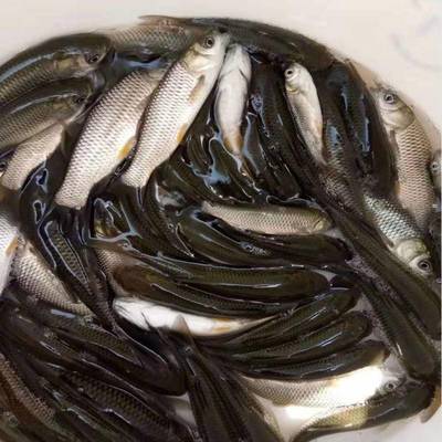 港興水產(chǎn) 專業(yè)提供鯇魚苗、泥鰍魚苗與羅非魚苗，兼營(yíng)日用百貨銷售