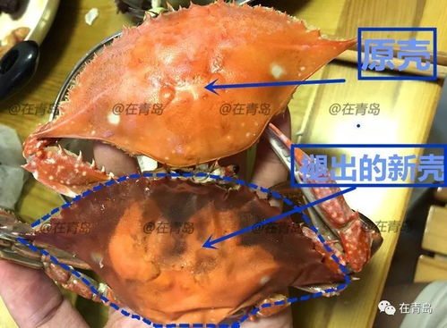 你需要收藏的挑螃蟹攻略 從市場(chǎng)到餐桌的選蟹秘籍