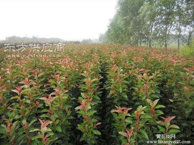 西府海棠苗木-臨沂西府海棠苗-潤(rùn)豐苗木圖片