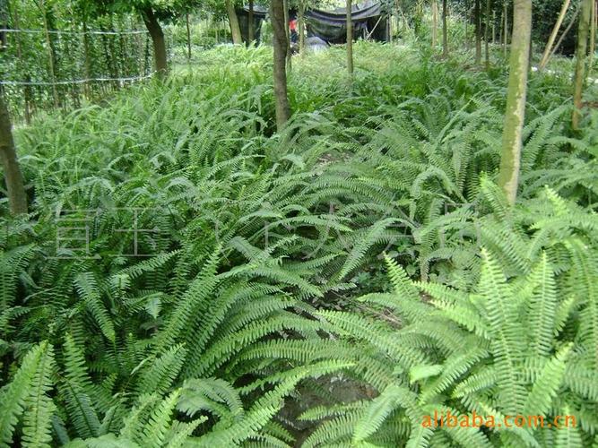 供應四季常綠綠化苗木腎蕨-溫江花農花木