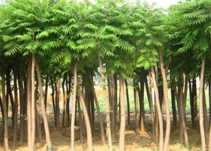 安陸火炬樹(shù)苗木