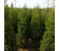 寶塔松苗木產品信息