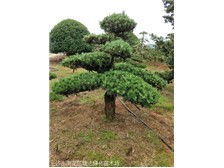 長沙市雨花區(qū)瑞達(dá)綠化苗木場產(chǎn)品展示