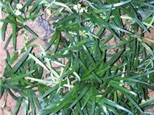 郴州市蘇仙區(qū)宏達(dá)草皮苗木基地公司簡介郴州市蘇仙區(qū)宏達(dá)草皮苗木基地