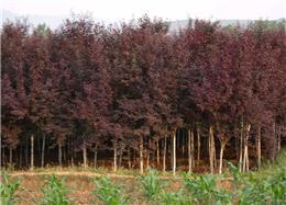 紫葉李-華達(dá)園林綠化苗木園藝場苗木產(chǎn)品