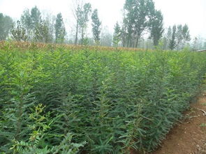 苗木的種植銷售 偃師市首陽山鎮(zhèn)李鐵梁苗木種植場