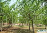 廠家低價直銷各種規(guī)格銀杏樹苗木[供應(yīng)]_綠化苗木