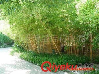 供應(yīng)德盛桂花園林優(yōu)質(zhì)綠化竹苗一級紫竹 工廠綠化 小區(qū)綠化專用-沭陽縣德盛桂花種植園提供供應(yīng)德盛桂花園林優(yōu)質(zhì)綠化竹苗一級紫竹 工廠綠化 小區(qū)綠化專用的相關(guān)介紹、產(chǎn)品、服務(wù)、圖片、價格沭陽縣德盛桂花種植園、綠化苗木;盆景培植;銷售;種子;草坪;喬木;早籽;花木