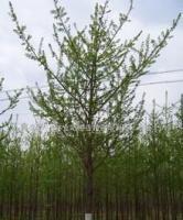 銀杏鄉(xiāng)林業(yè)站,銀杏苗木,銀杏樹,銀杏,銀杏果,喬木[供應(yīng)]_綠化苗木