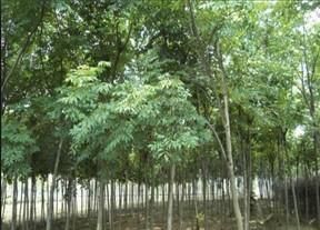 供應(yīng)臭椿樹苗-山東臭椿樹苗最新報(bào)價(jià)?春雨苗木基地_農(nóng)副產(chǎn)品