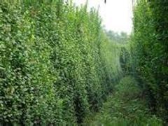 北海道黃楊當(dāng)選聚寶花卉苗木 扶芳藤價(jià)格圖片|北海道黃楊當(dāng)選聚寶花卉苗木 扶芳藤價(jià)格產(chǎn)品圖片由青州市聚寶花卉苗木專業(yè)合作社公司生產(chǎn)提供