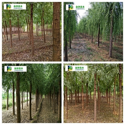 河北復(fù)葉槭苗圃