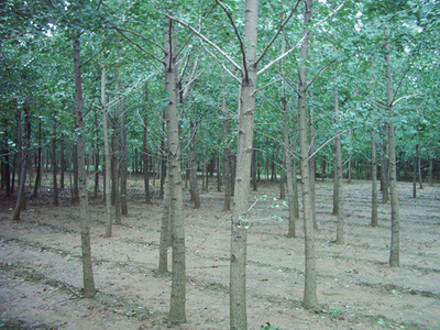 銀杏-蘇北鑫鑫銀杏苗木基地(產品圖片)-產品庫-中國花木網