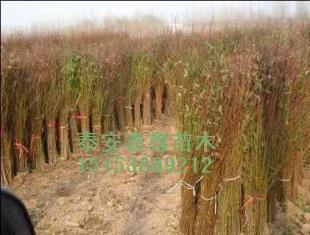 桃苗新的價格、現在的價格泰安鑫鑫苗木_農副產品_世界工廠網中國產品信息庫