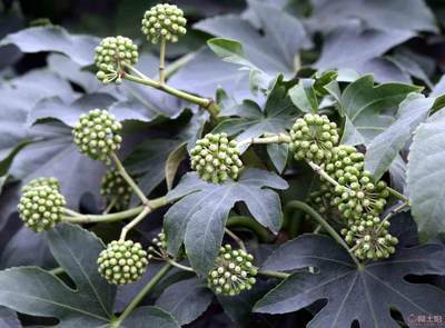 【農戶銷售優質八角金盤、現挖現賣】綠化苗木,價格,廠家,供應商,花木,龍海市東泗興輝園藝場 - 產品庫