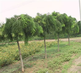 龍爪槐 垂槐 盤槐等綠化苗木