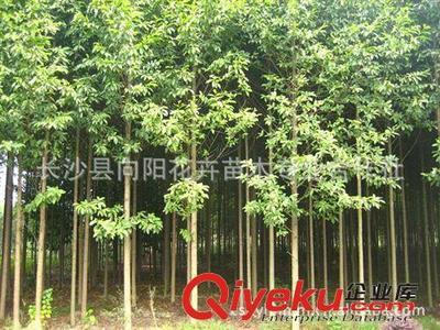 喬木-湖南向陽花木合作社供10公分優質樂昌含笑-長沙縣向陽花卉苗木專業合作社提供喬木-湖南向陽花木合作社供10公分優質樂昌含笑的相關介紹、產品、服務、圖片、價格長沙縣向陽花卉苗木專業合作社、香樟;桂花;廣玉蘭;樂昌含笑;羅漢松;欒樹;石榴;紅楓;杜英;櫻花;雪松;楊梅;杜鵑;金森女貞;香泡;金葉女貞;欏木石楠;紅桎木古樁;紅花繼木;十大功勞