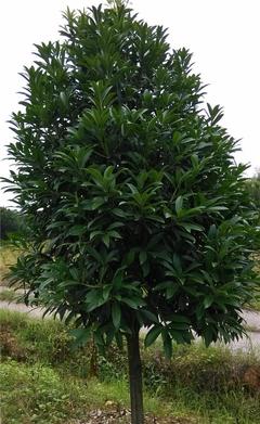 【【?？诿缙浴烤G化苗菱角三環 道路綠化苗木綠化苗木基地】價格_廠家_圖片