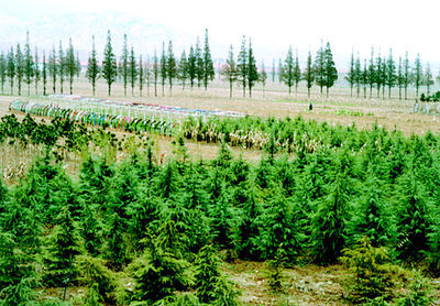 即墨鰲山衛鎮秋冬時節大面積種植雪松、蜀檜等苗木,加速了公路沿線綠化進程。本報記者攝影報道(圖)