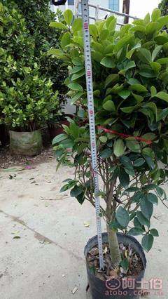 【球形含笑袋苗銷售、基地直銷、農戶種植】綠化苗木,價格,廠家,供應商,花木,龍海市東泗興輝園藝場 - 產品庫