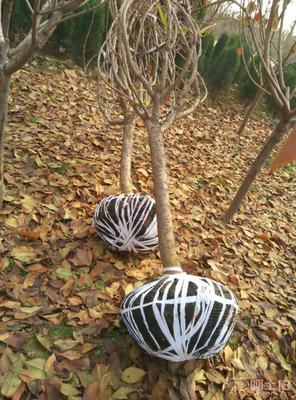 【泰安低價供應(yīng)垂絲海棠海棠價格綠化苗基地有苗廠家直銷】泰安市泰山區(qū)青聯(lián)苗木種植農(nóng)民專業(yè)合作社 - 產(chǎn)品庫