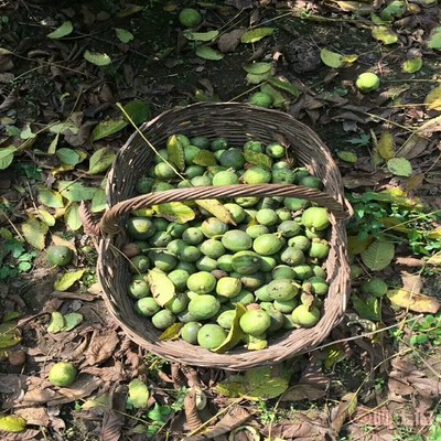 【晉香核桃苗新品種,晉龍核桃苗銷售廠家】泰安高新區(qū)旺運(yùn)苗木中心 - 產(chǎn)品庫