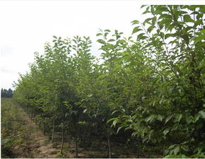 四平苗木價格,中國苗木產(chǎn)業(yè)平臺一站式服務(wù),100 省心