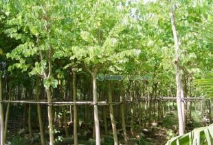 供應(yīng)廣東苗木羊蹄甲-低價批發(fā)羊蹄甲-羊蹄甲價格_農(nóng)副產(chǎn)品_世界工廠網(wǎng)中國產(chǎn)品信息庫