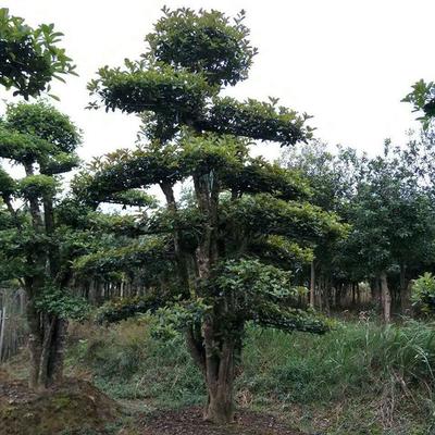 【君威苗圃】供應(yīng)欏木石楠造型樹樁 盆景欏木石楠樹 園林綠化苗木 量大價優(yōu)圖片_高清圖_細(xì)節(jié)圖-長沙市雨花區(qū)君威苗圃