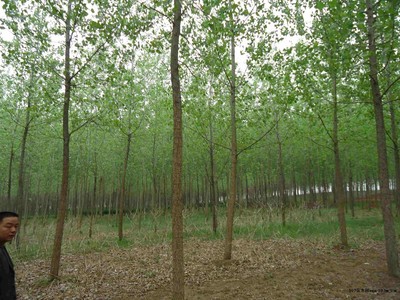 意楊圖片|苗木|苗木圖庫|597苗木網(wǎng)