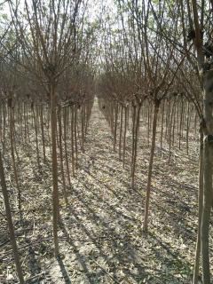 綠化苗木產(chǎn)品,苗木圖片信息 4