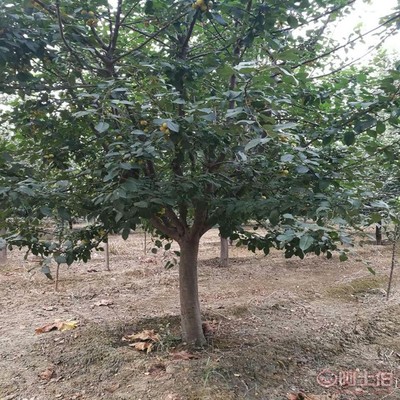 【誠(chéng)信經(jīng)營(yíng)海棠苗廠家西府海棠的用途】泰安高新區(qū)旺運(yùn)苗木中心 - 產(chǎn)品庫