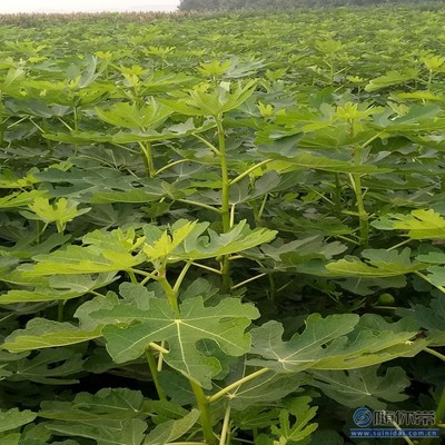 【無花果廠家耐濕耐寒耐瘠薄中農(nóng)矮生無花果苗】泰安高新區(qū)旺運(yùn)苗木中心 - 產(chǎn)品庫