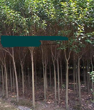 河南潢川花木苗木園林苗圃場(chǎng)