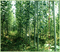 蜀快||河北省定州萬畝苗木基地總場(chǎng)|農(nóng)業(yè)產(chǎn)品網(wǎng)店|特色農(nóng)產(chǎn)品大超市|中國(guó)農(nóng)業(yè)網(wǎng)