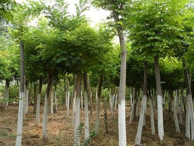 山東優(yōu)質(zhì)速生國(guó)槐供應(yīng)商:速生國(guó)槐苗價(jià)格-山東省萊蕪市田生苗木專業(yè)合作社提供山東優(yōu)質(zhì)速生國(guó)槐供應(yīng)商:速生國(guó)槐苗價(jià)格的相關(guān)介紹、產(chǎn)品、服務(wù)、圖片、價(jià)格12公分速生法桐樹、泰安櫻花樹小苗、速生法桐樹基地、雪松小苗價(jià)格、龍柱碧桃苗批發(fā)、山東造型國(guó)槐樹、