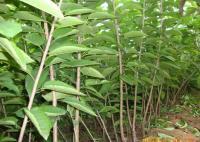 櫻桃成品苗、紅燈、美早、早大果[供應(yīng)]_綠化苗木_世界工廠網(wǎng)中國產(chǎn)品信息庫