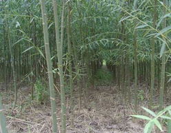 沭陽(yáng)縣天時(shí)花木園藝場(chǎng)供應(yīng) 合歡,欒樹(shù),烏桕,廣玉蘭,重陽(yáng)木,櫸樹(shù),水杉,意楊,垂柳,香樟