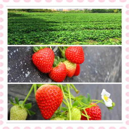 紅古 江雪草莓苗哪里便宜 新聞草莓苗價格