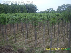 合歡 合歡供應 濱州匯泉綠化苗木基地