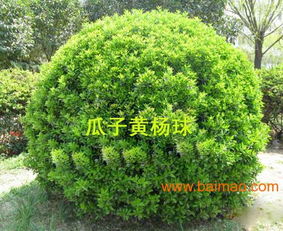 兆紅苗木, 兆紅苗木生產廠家, 兆紅苗木價格