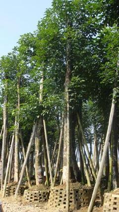 柳州報價、圖片、行情_柳州最新價格_柳州天成綠化苗木基地報價