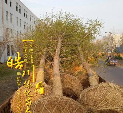 基地銀杏樹苗批發(fā) 綠化工程苗批發(fā) 銀杏樹樹苗價格 行道風(fēng)景樹