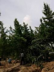 供應(yīng)大量出售銀杏苗木 銀杏苗木批發(fā)_農(nóng)副產(chǎn)品_世界工廠網(wǎng)中國產(chǎn)品信息庫