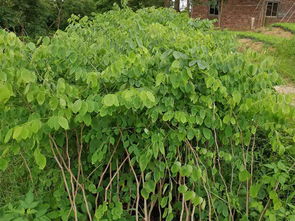 大紅酸枝樹苗買賣價格 廣州交趾黃檀