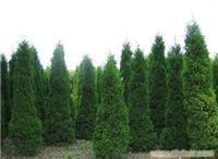 找上海苗木-上海苗木批發-上海苗木價格-上海苗木基地的上海園林綠化苗木報價價格、圖片、詳情,上一比多_一比多產品庫