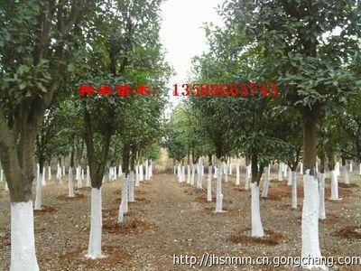 浙江神農(nóng)苗木供應(yīng)3-50公分移栽金華香泡價(jià)格_農(nóng)副產(chǎn)品_世界工廠(chǎng)網(wǎng)