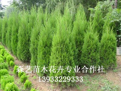 珍惜樹(shù)種小火炬_定州市森藝苗木花卉合作社_95供求網(wǎng)