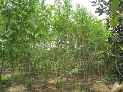 南天竹-河南潢川天宇園林苗木產品